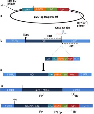 A CRISPR/Cas9-riboswitch-Based Method for Downregulation of Gene Expression in Trypanosoma cruzi